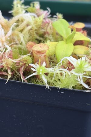 Close Up of Nepenthes villosa x macrophylla | Andreas Wistuba | AW-01 | H27304