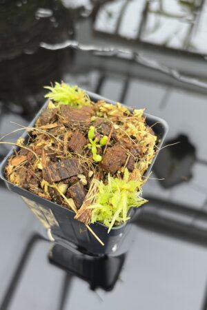 Close Up of Nepenthes (villosa x rajah) x (spathulata x edwardsiana) | Michael Kevin Smith | MKS-686 | H27183