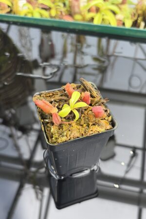 Close Up of Nepenthes villosa x ventricosa | JH | Florae | Jeremiah Harris | JH-325.03 | H27060
