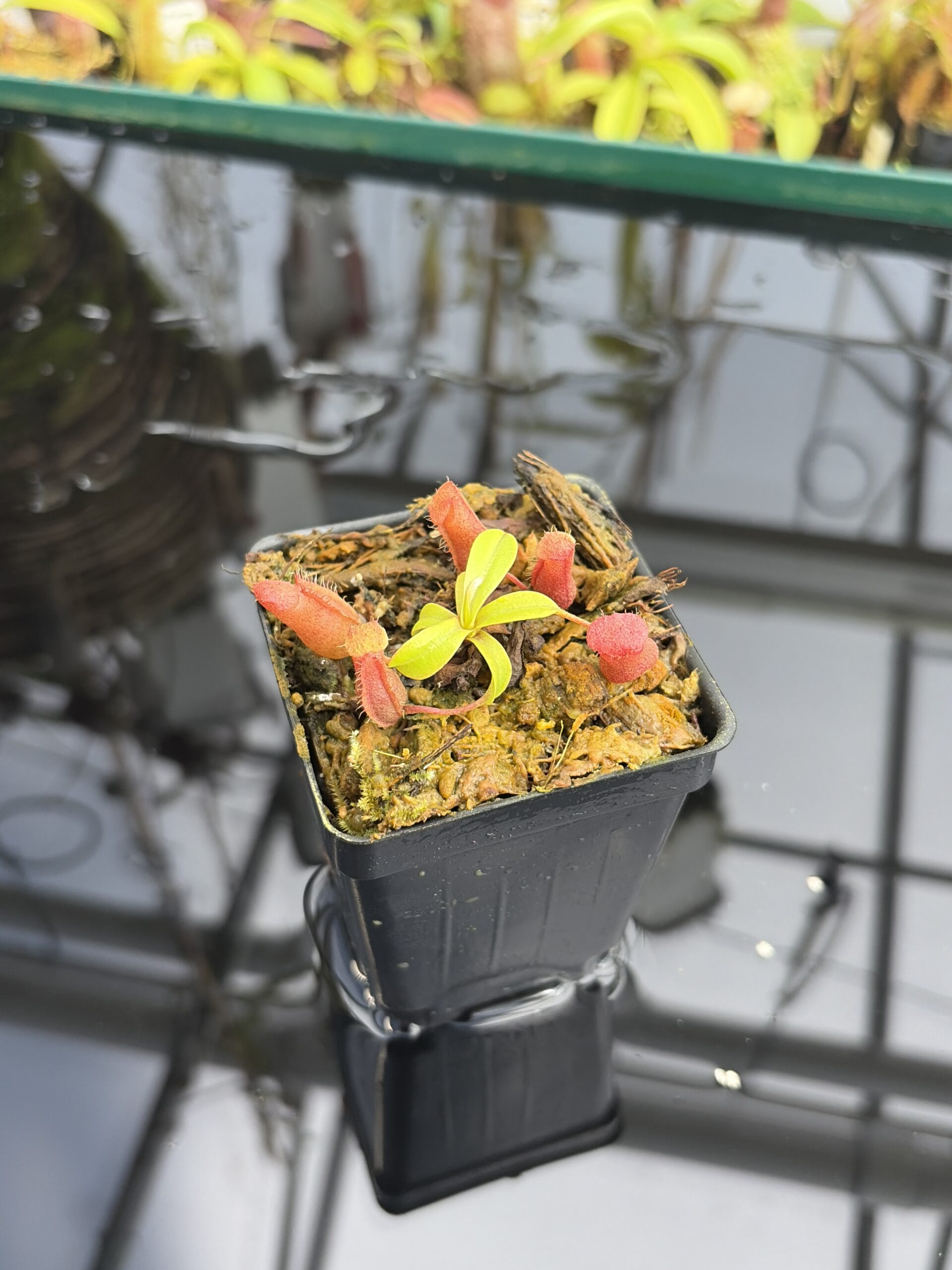 Close Up of Nepenthes villosa x ventricosa | JH | Florae | Jeremiah Harris | JH-325.03 | H27060