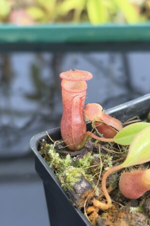 Close Up of Nepenthes villosa x ventricosa | JH | Florae | Jeremiah Harris | JH-325.03 | H27382