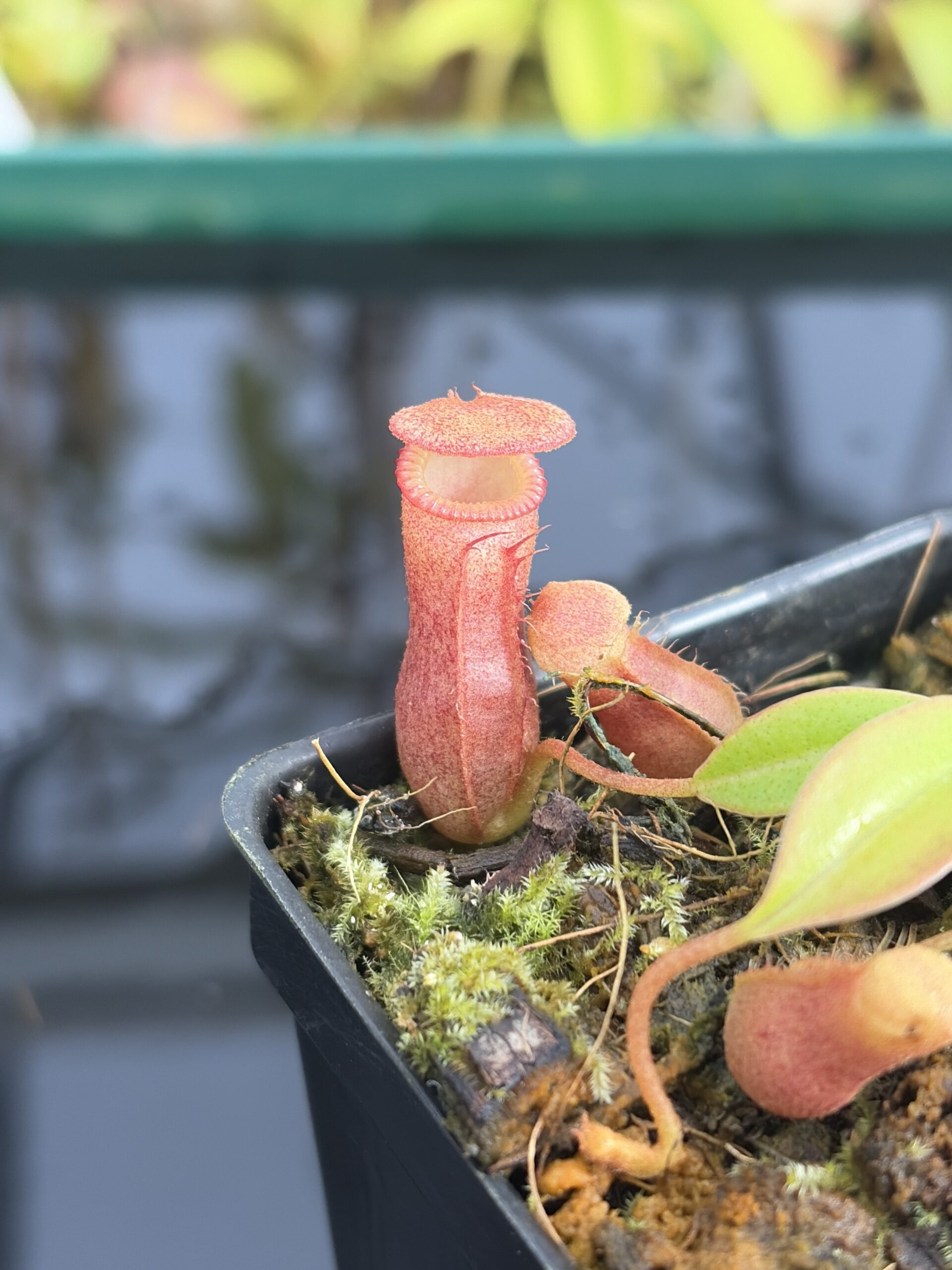 Close Up of Nepenthes villosa x ventricosa | JH | Florae | Jeremiah Harris | JH-325.03 | H27382