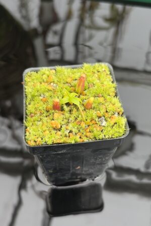 Close Up of Nepenthes villosa x (ventricosa x edwardsiana) | Jeremiah Harris | JH-320.03 | H27139