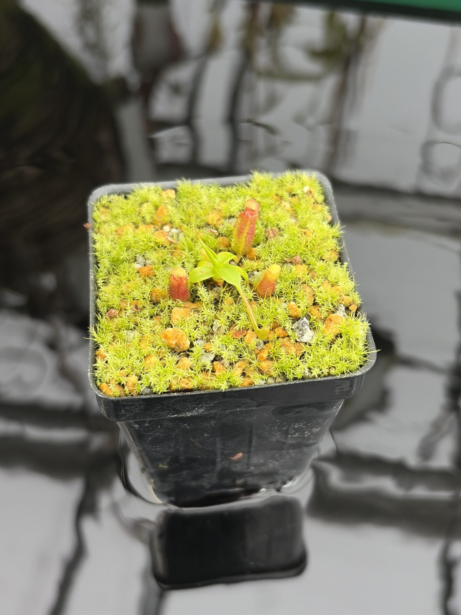 Close Up of Nepenthes villosa x (ventricosa x edwardsiana) | Jeremiah Harris | JH-320.03 | H27139