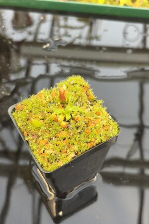 Close Up of Nepenthes villosa x (ventricosa x edwardsiana) | Jeremiah Harris | JH-320.03 | H27308