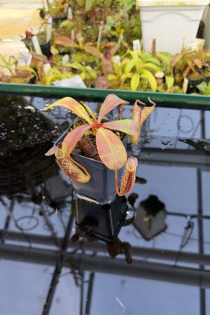 Close Up of Nepenthes zakriana | Borneo Exotics | BE-3465 | IN27230