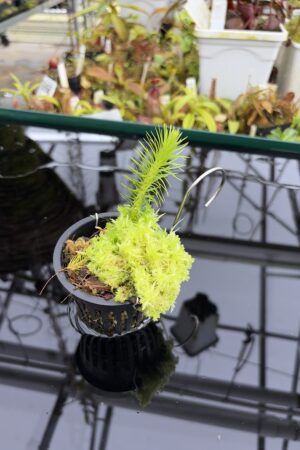 Close Up of Phlegmariurus squarrosa | Florae Collaborative | | IN27102