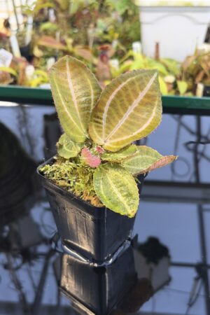 Close Up of Phyllagathis sp (Indonesia) | Florae Collaborative | | IN27236