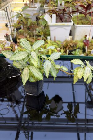 Close Up of Pilea sp (South America, Ecuador) | Florae Collaborative | | IN27239