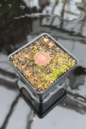 Close Up of Pinguicula cv. Florian {P. jaumavensis x debbertiana} | Best Carnivorous Plants | BCP-1398 | IN27032