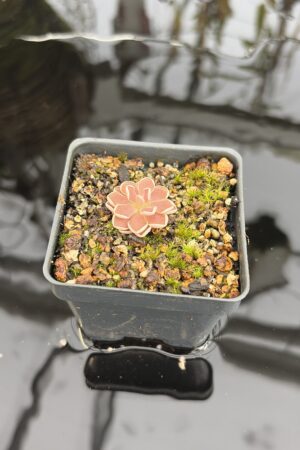 Close Up of Pinguicula debbertiana {metalic purple} | Best Carnivorous Plants | BCP-547 | IN27205