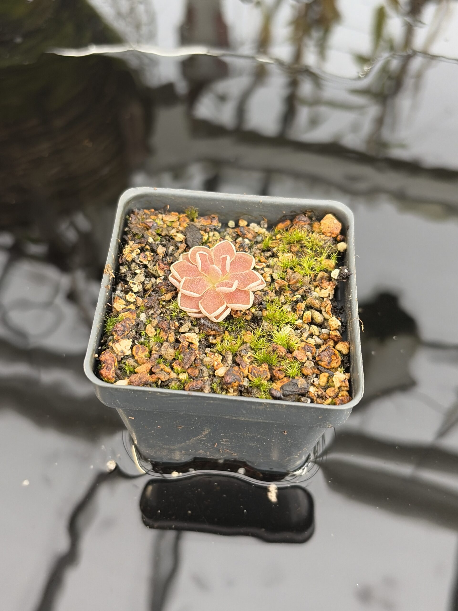 Close Up of Pinguicula debbertiana {metalic purple} | Best Carnivorous Plants | BCP-547 | IN27205