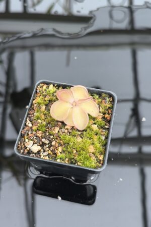 Close Up of Pinguicula emarginata x hemiepiphytica | Best Carnivorous Plants | BCP-1668 | IN27033