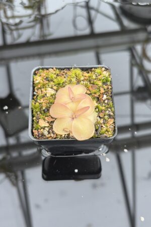 Close Up of Pinguicula emarginata x hemiepiphytica | Best Carnivorous Plants | BCP-1668 | IN27196