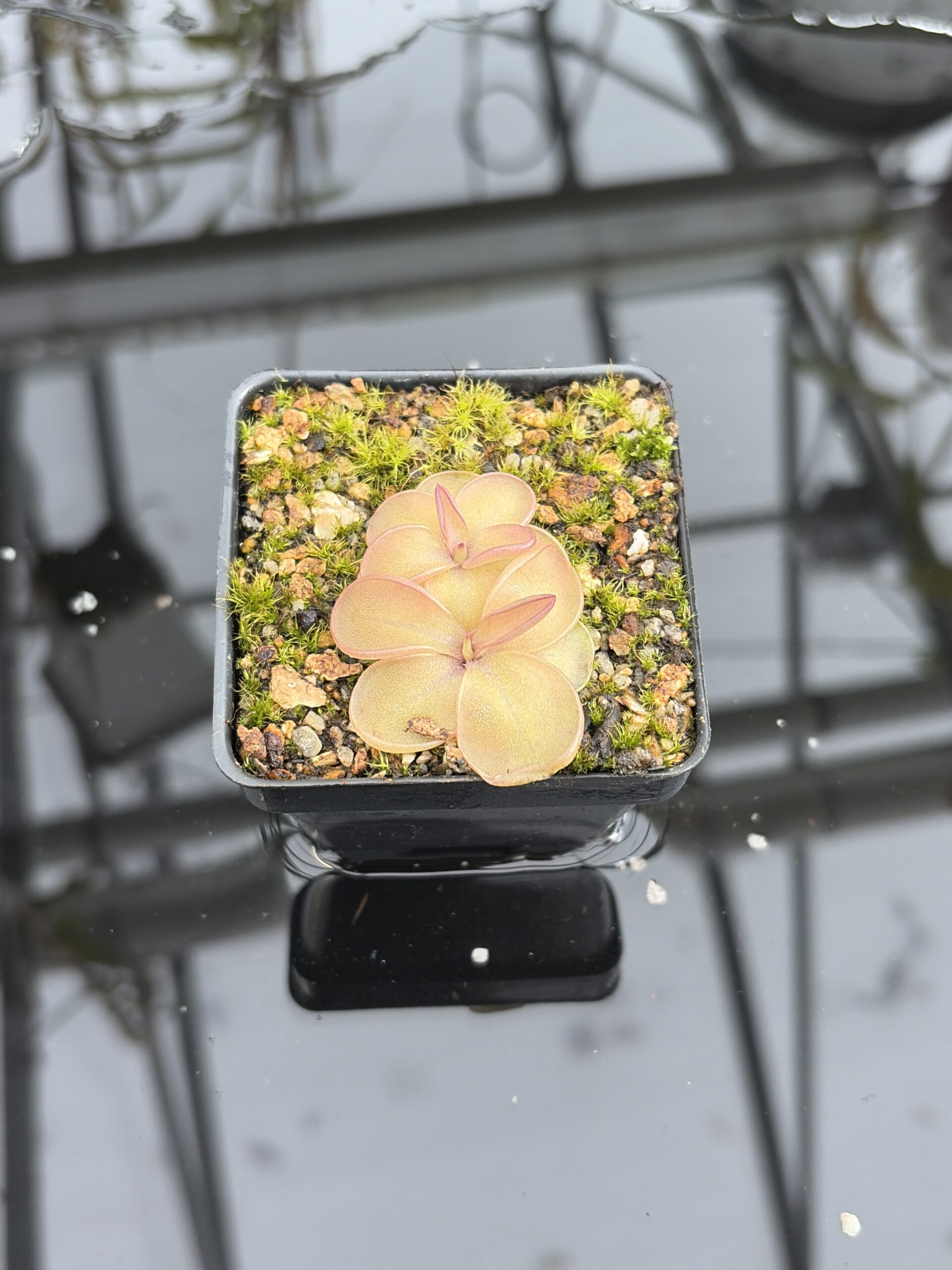 Close Up of Pinguicula emarginata x hemiepiphytica | Best Carnivorous Plants | BCP-1668 | IN27196