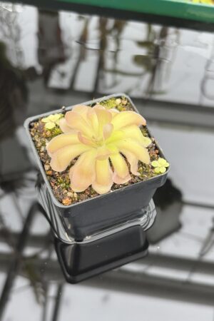 Close Up of Pinguicula gypsicola x hemiepiphytica | Best Carnivorous Plants | BCP-1803 | IN27194