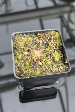 Close Up of Pinguicula immaculata | Best Carnivorous Plants | BCP-515 | IN27203
