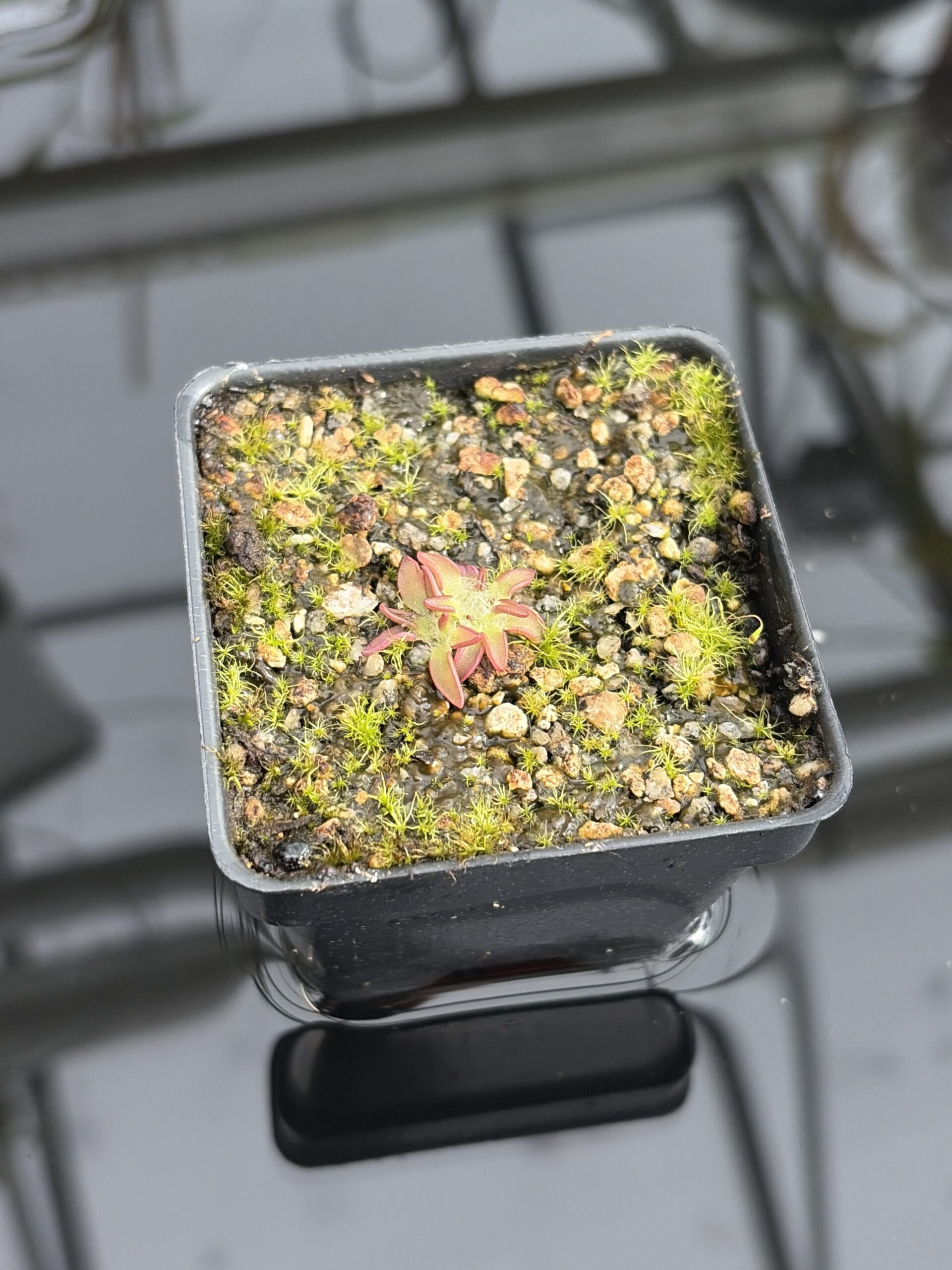 Close Up of Pinguicula immaculata | Best Carnivorous Plants | BCP-515 | IN27203
