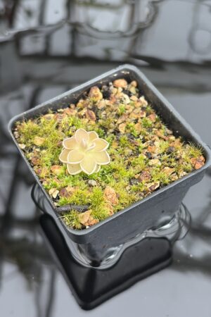 Close Up of Pinguicula jaumavensis {75} | Best Carnivorous Plants | BCP-549 | IN27031