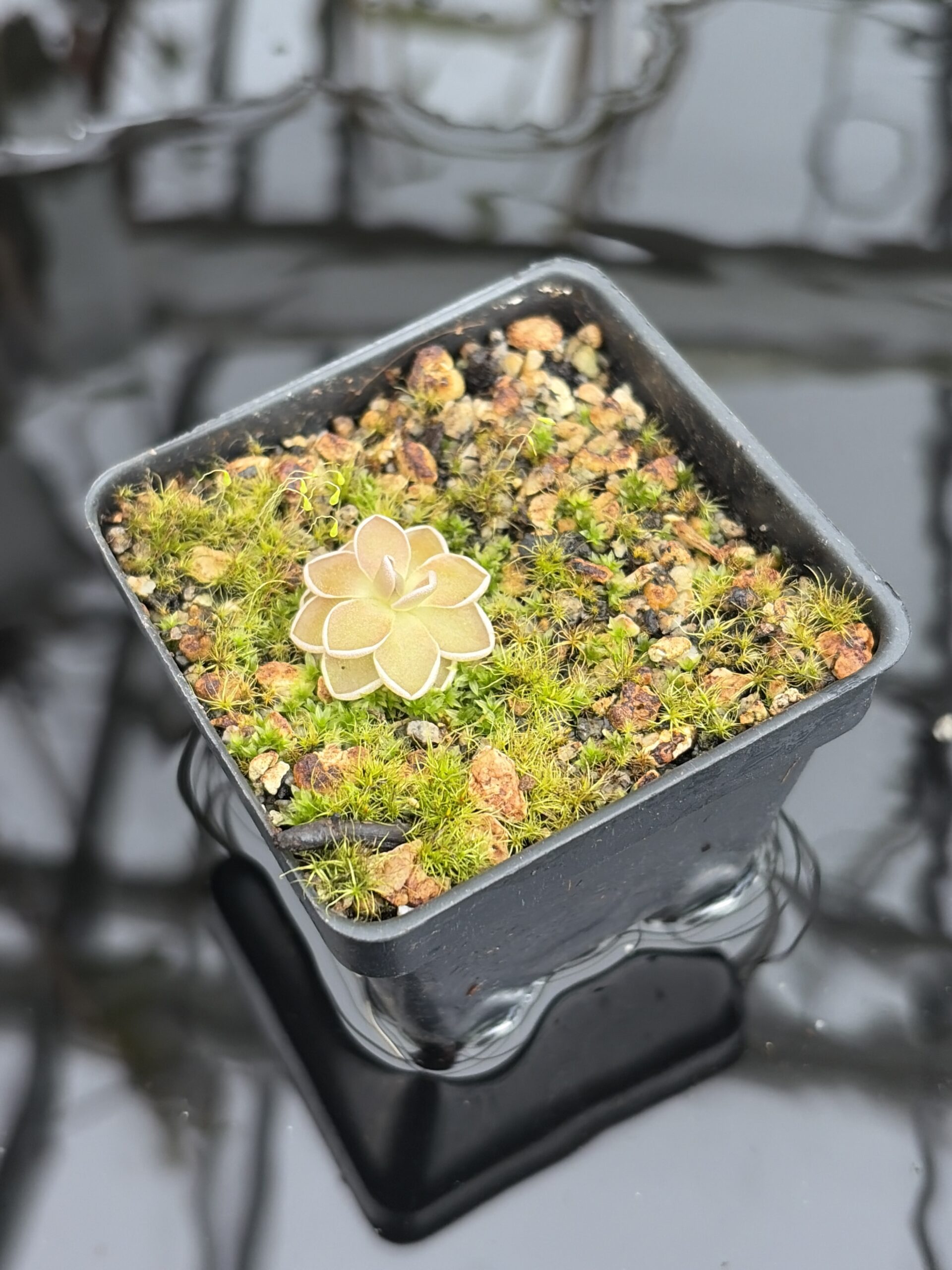 Close Up of Pinguicula jaumavensis {75} | Best Carnivorous Plants | BCP-549 | IN27031