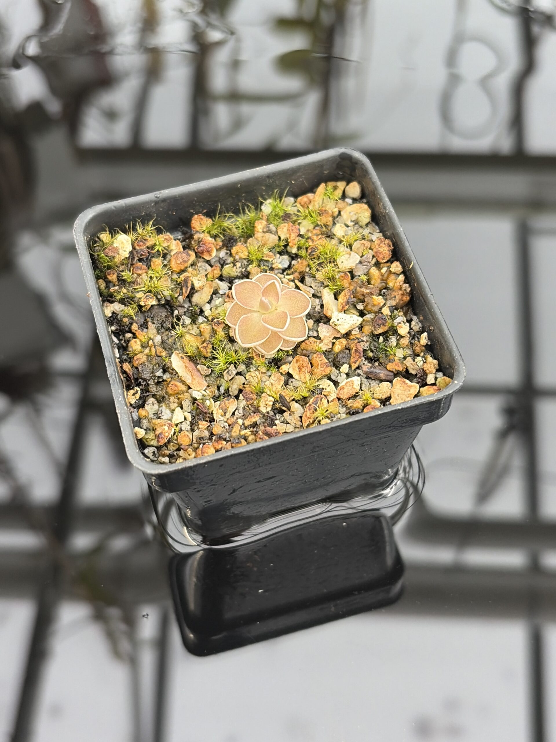 Close Up of Pinguicula jaumavensis {75} | Best Carnivorous Plants | BCP-549 | IN27197