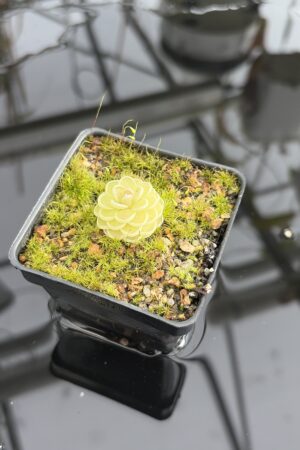 Close Up of Pinguicula jaumavensis {L90-14} | Best Carnivorous Plants | BCP-558 | IN27204
