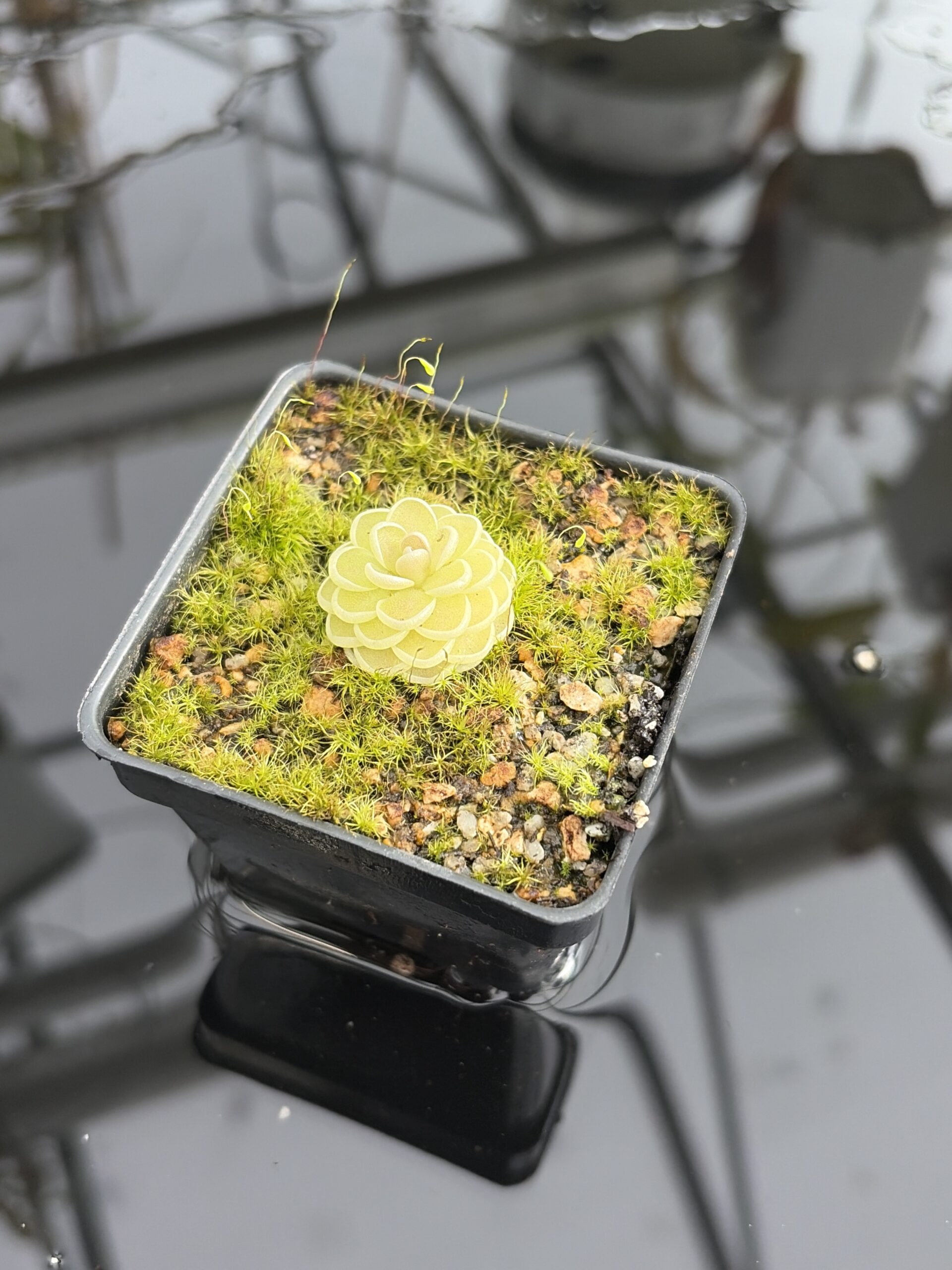 Close Up of Pinguicula jaumavensis {L90-14} | Best Carnivorous Plants | BCP-558 | IN27204