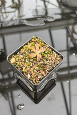 Close Up of Pinguicula nivalis hybr. cv. BCP 'Crystal' | Best Carnivorous Plants | BCP-514 | IN27201