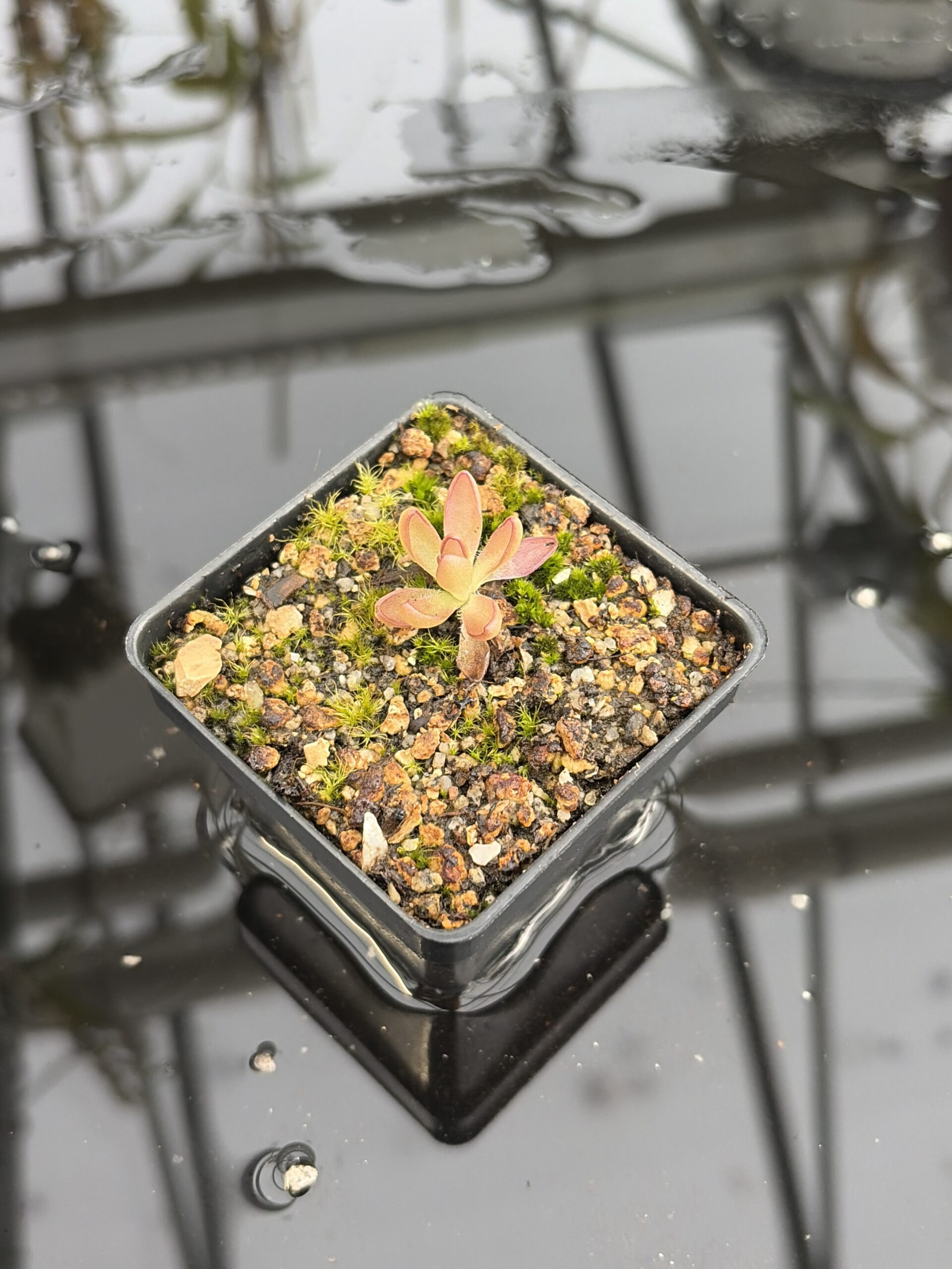 Close Up of Pinguicula nivalis hybr. cv. BCP 'Crystal' | Best Carnivorous Plants | BCP-514 | IN27201