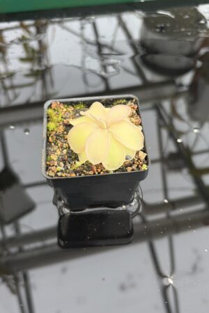 Close Up of Pinguicula pilosa x emarginata | Florae Collaborative | | IN27199