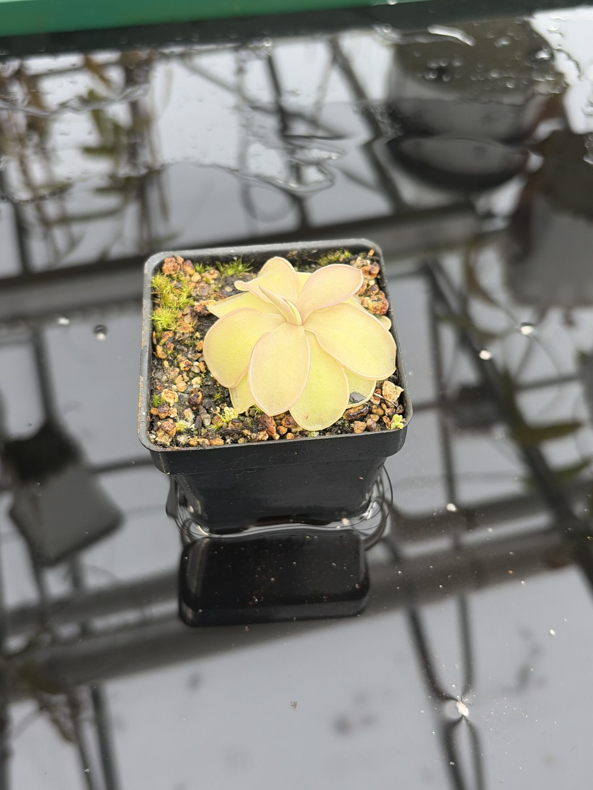 Close Up of Pinguicula pilosa x emarginata | Florae Collaborative | | IN27199