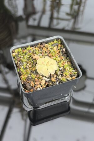 Close Up of Pinguicula rotundiflora | Best Carnivorous Plants | BCP-595 | IN27202
