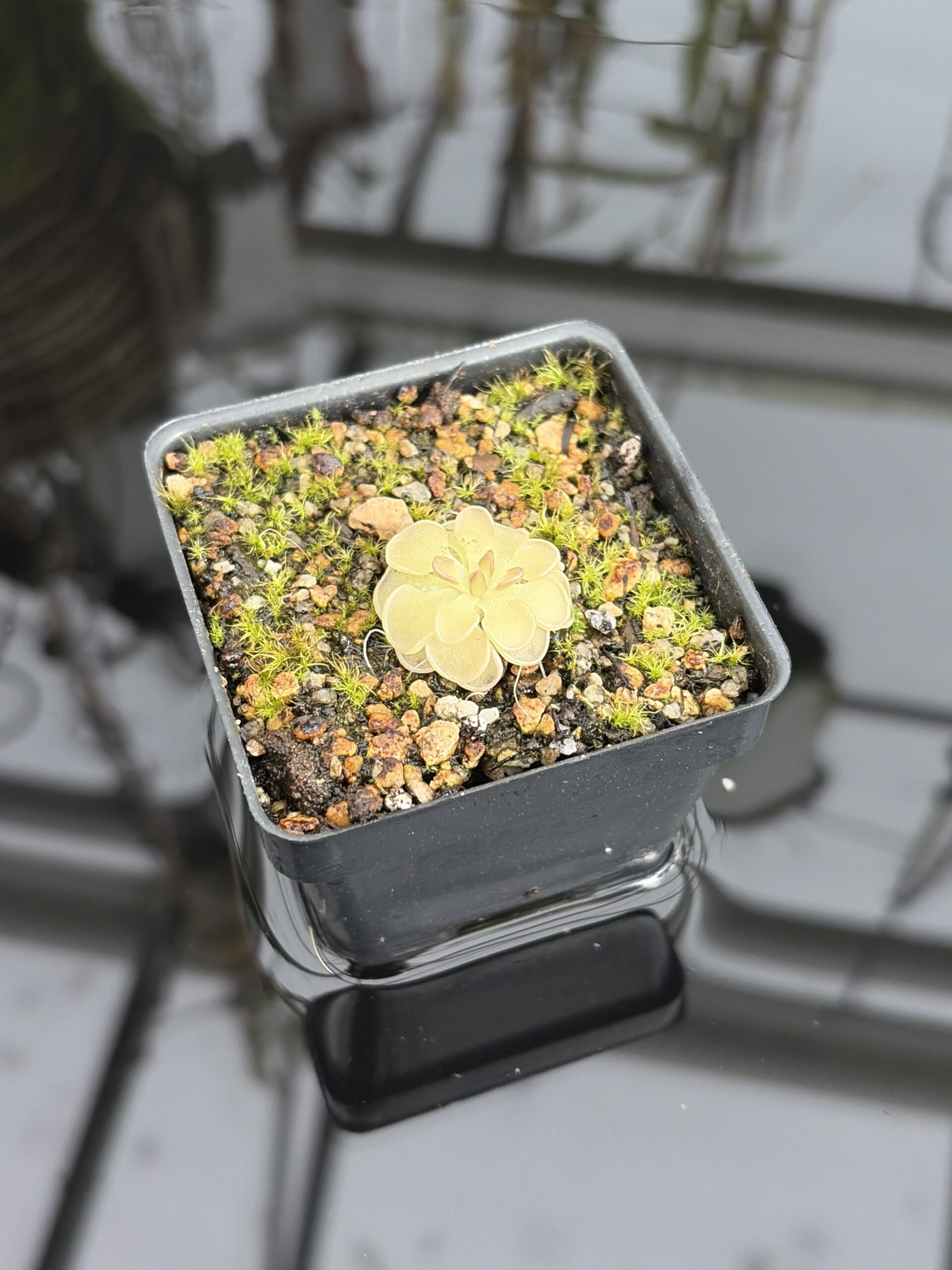 Close Up of Pinguicula rotundiflora | Best Carnivorous Plants | BCP-595 | IN27202