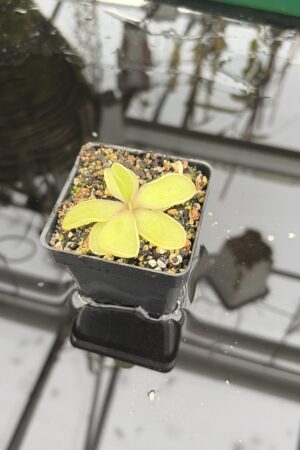Close Up of Pinguicula sp. pachuca x agnata | Florae Collaborative | | IN27198