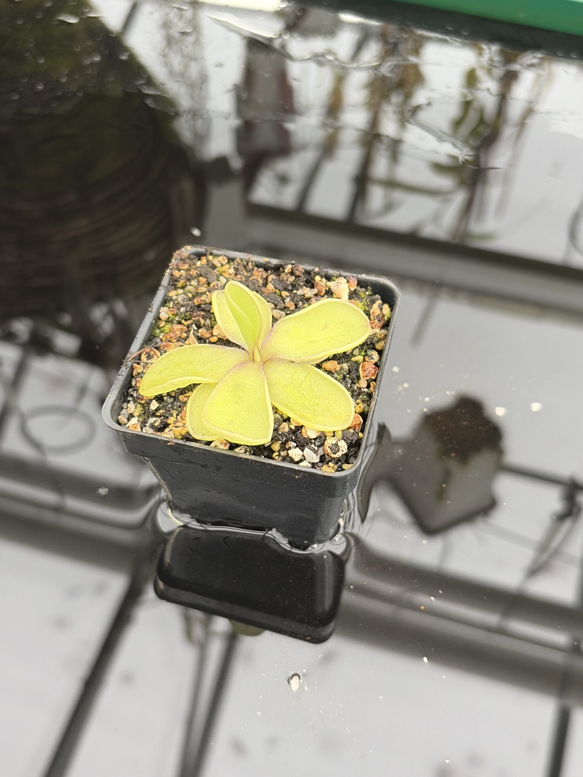 Close Up of Pinguicula sp. pachuca x agnata | Florae Collaborative | | IN27198