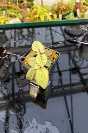 Close Up of Sonerila sp Skinwalker (Vietnam) | Florae Collaborative | | IN27332