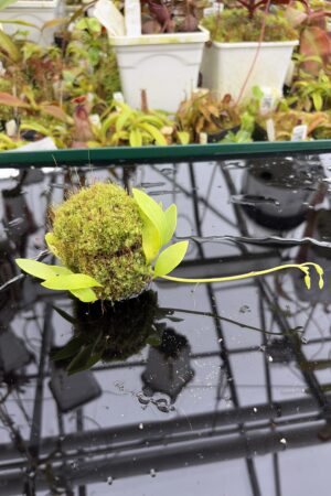 Close Up of Utricularia alpina | Best Carnivorous Plants | BCP-1960 | H27156