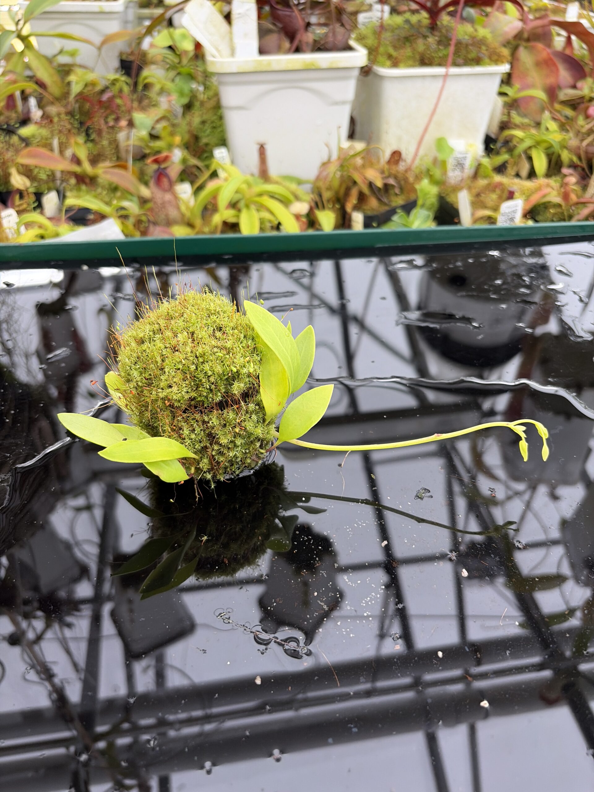 Close Up of Utricularia alpina | Best Carnivorous Plants | BCP-1960 | H27156