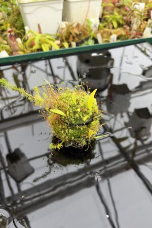 Close Up of Utricularia cv. JITKA (= Utricularia quelchii x Utricularia praetermissa) | Best Carnivorous Plants | | H27125