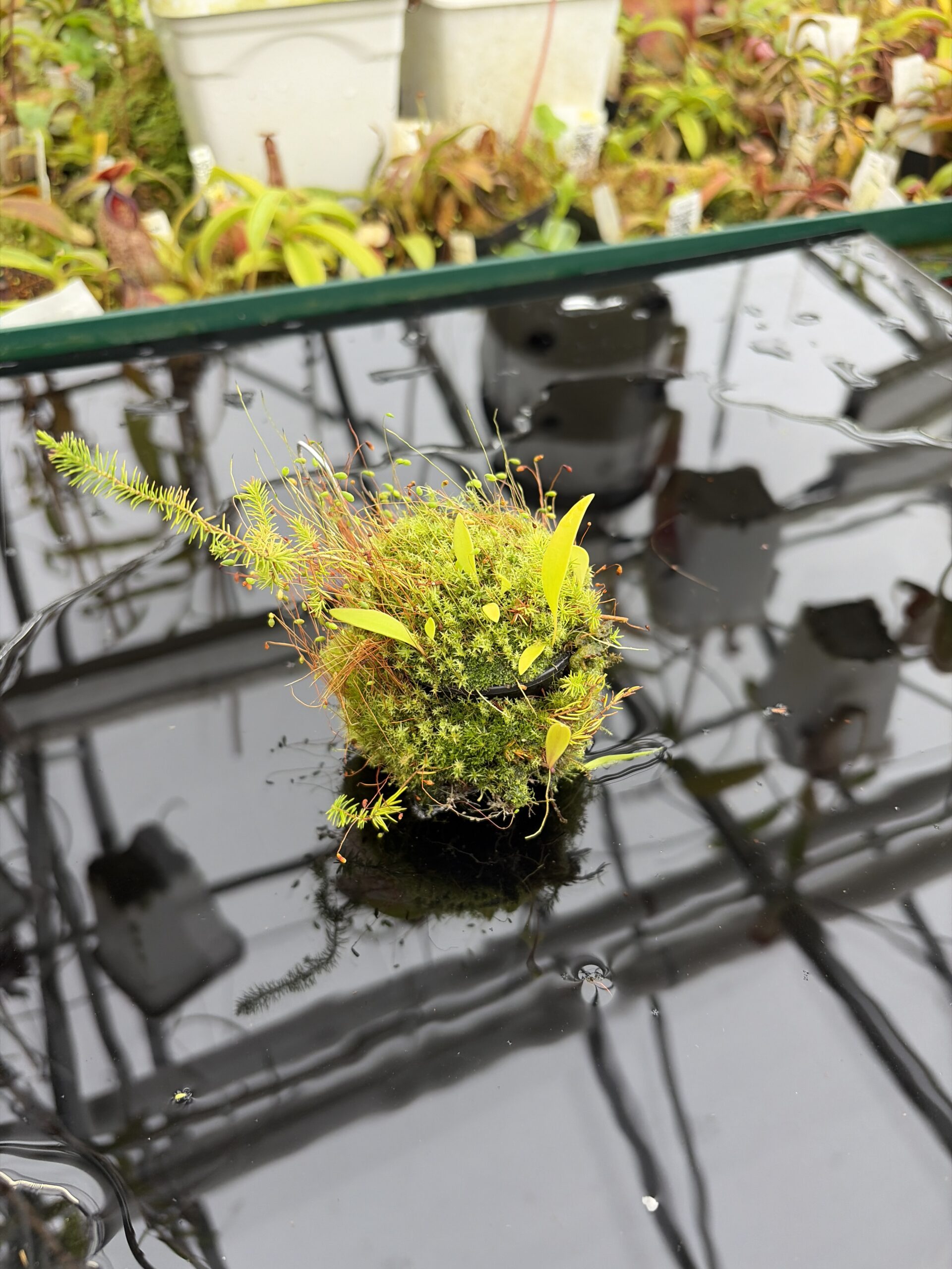 Close Up of Utricularia cv. JITKA (= Utricularia quelchii x Utricularia praetermissa) | Best Carnivorous Plants | | H27125