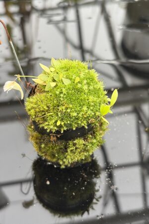 Close Up of Utricularia jamesoniana {Amuri Tepui, Chimanta Massif, Venezuela} | Best Carnivorous Plants | | H27158
