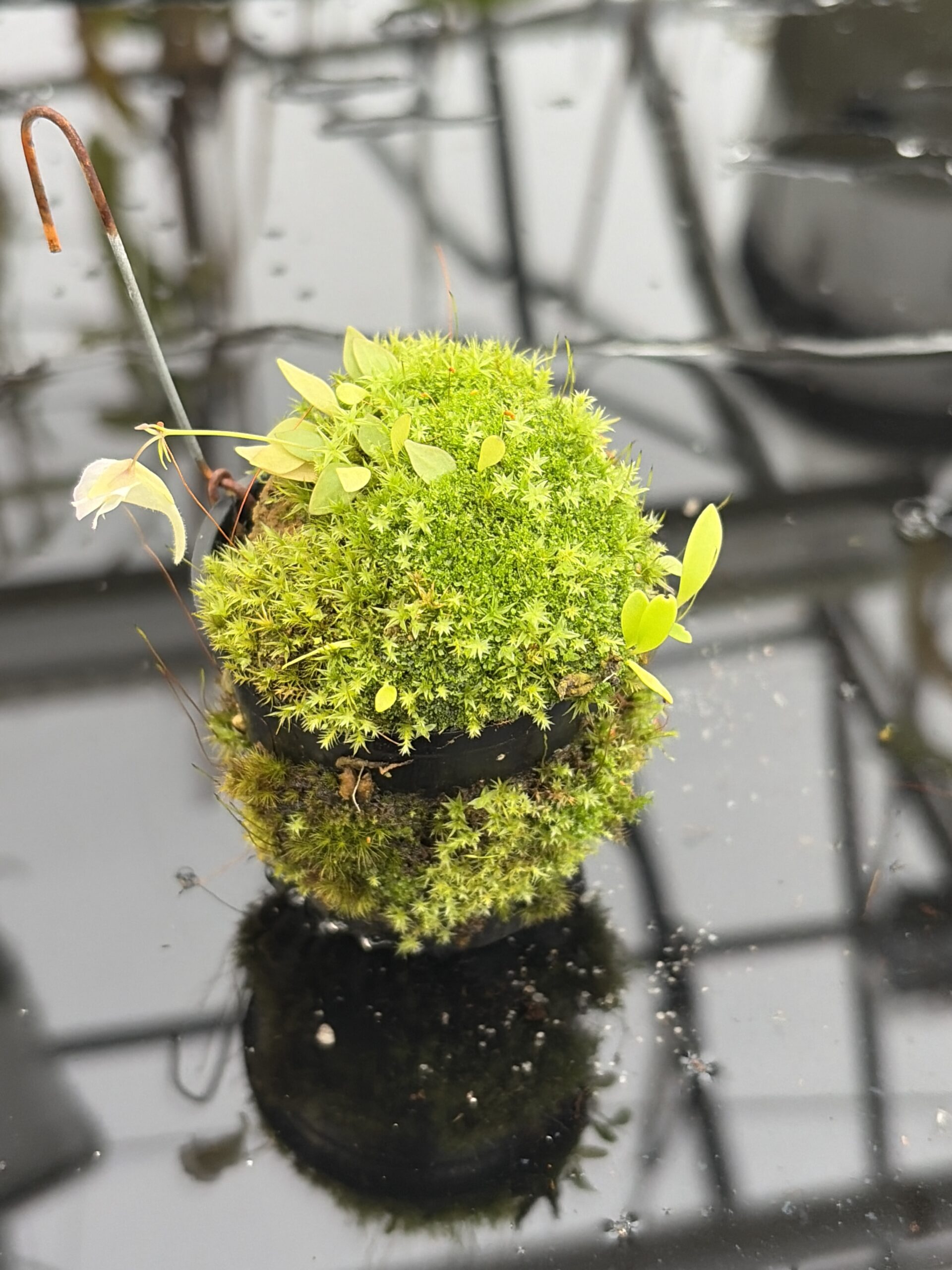 Close Up of Utricularia jamesoniana {Amuri Tepui, Chimanta Massif, Venezuela} | Best Carnivorous Plants | | H27158