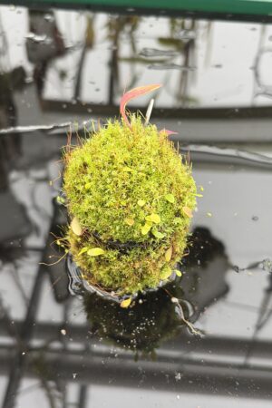Close Up of Utricularia quelchii | Best Carnivorous Plants | BCP-138 | H27157