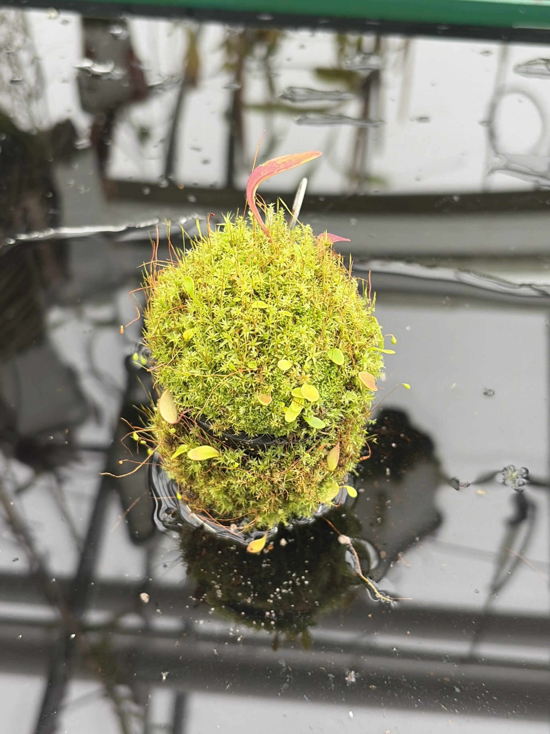 Close Up of Utricularia quelchii | Best Carnivorous Plants | BCP-138 | H27157