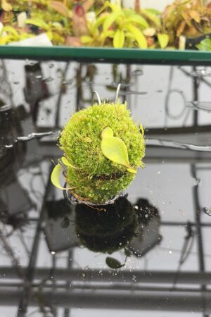 Close Up of Utricularia quelchii | Best Carnivorous Plants | BCP-138 | H27159