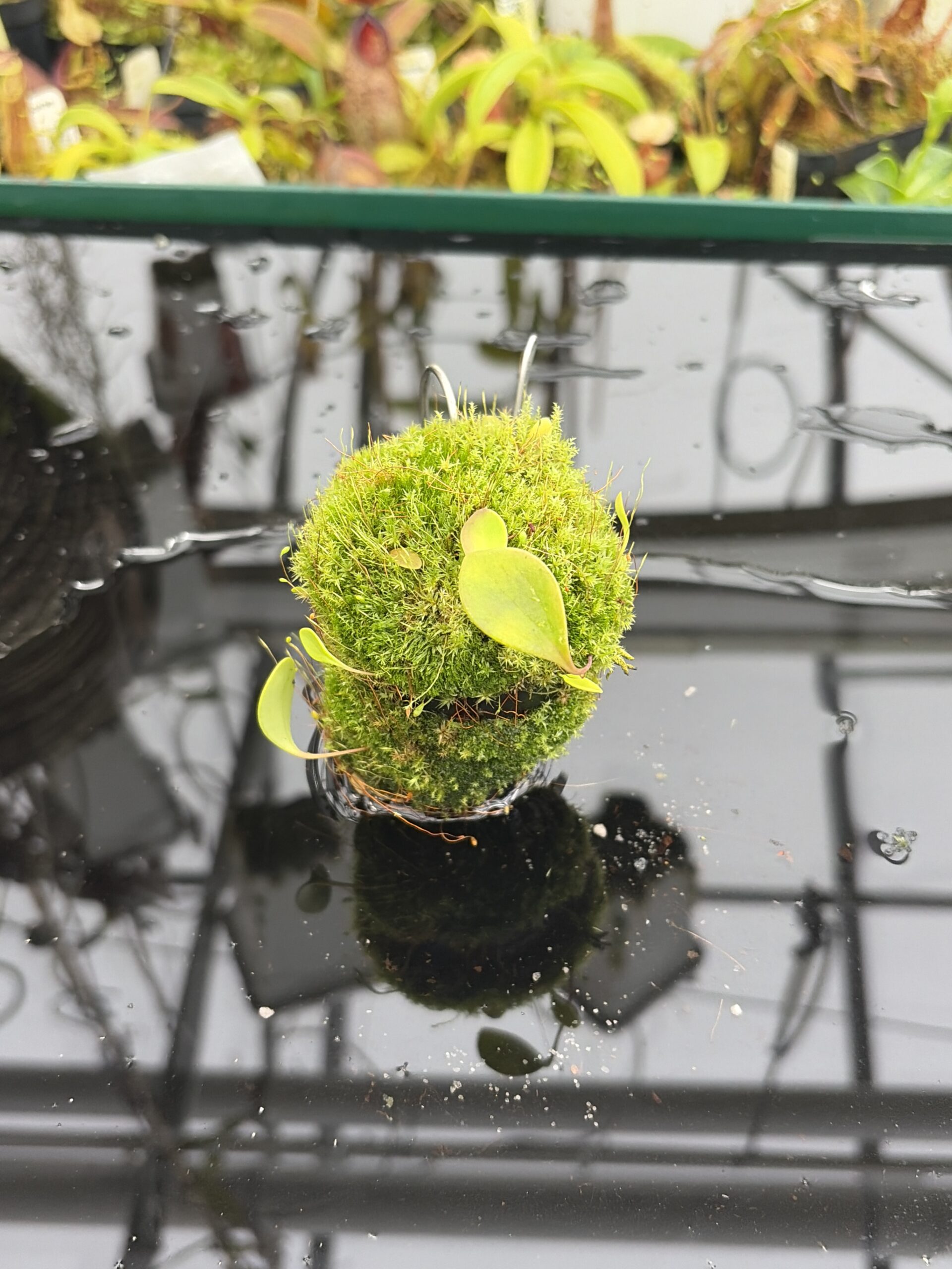 Close Up of Utricularia quelchii | Best Carnivorous Plants | BCP-138 | H27159