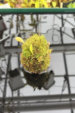 Close Up of Utricularia quelchii {Peter Harbart clone} | Best Carnivorous Plants | | H27123