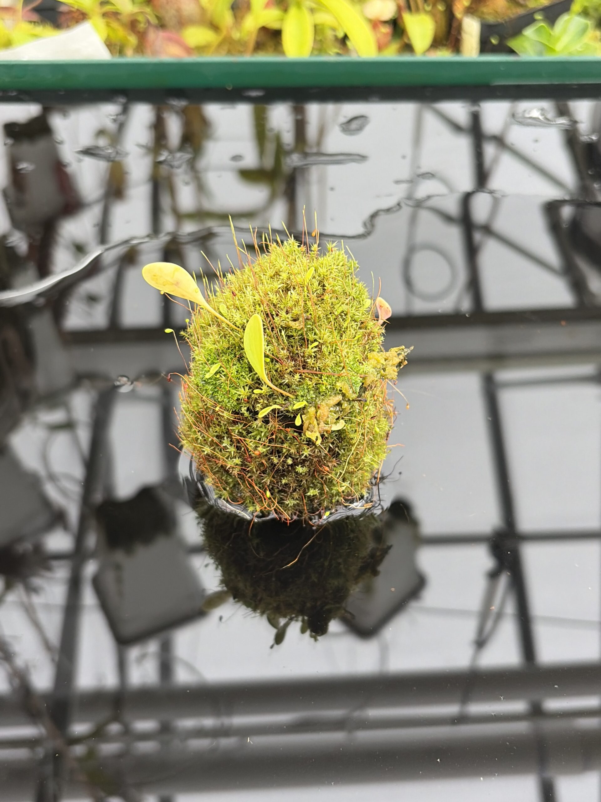 Close Up of Utricularia quelchii {Peter Harbart clone} | Best Carnivorous Plants | | H27123