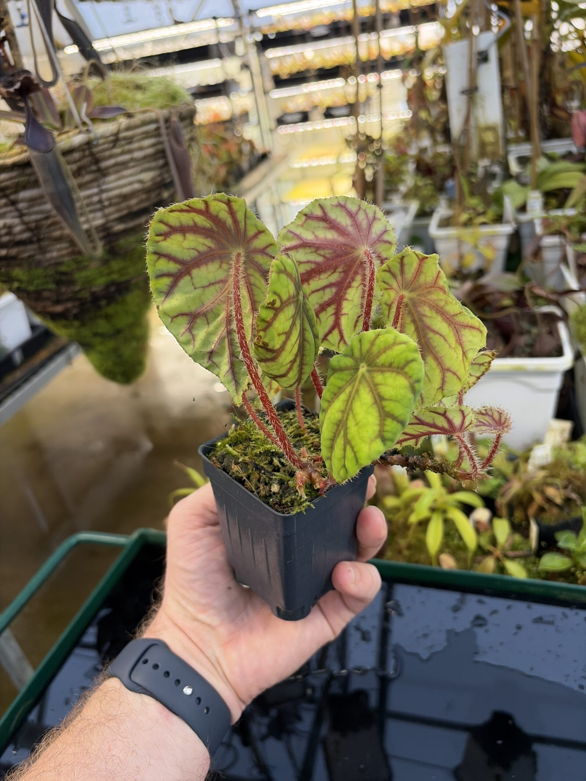 Wide Angle of Begonia quadrialata (Africa) | Florae Collaborative | | IN27238