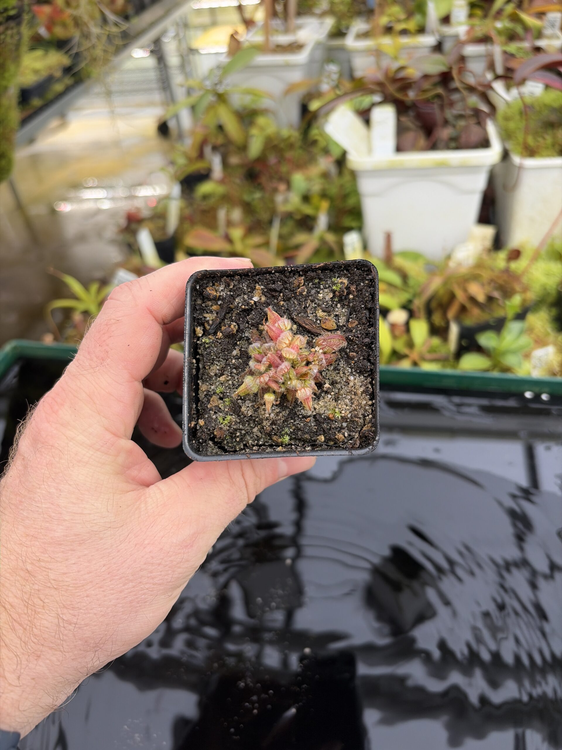 Wide Angle of Cephalotus follicularis | Borneo Exotics | BE-3563 | IN27193